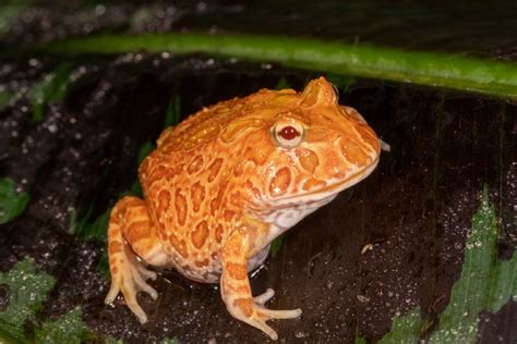 Albino Pacman Frog Info Care Guide For Beginners With Pictures