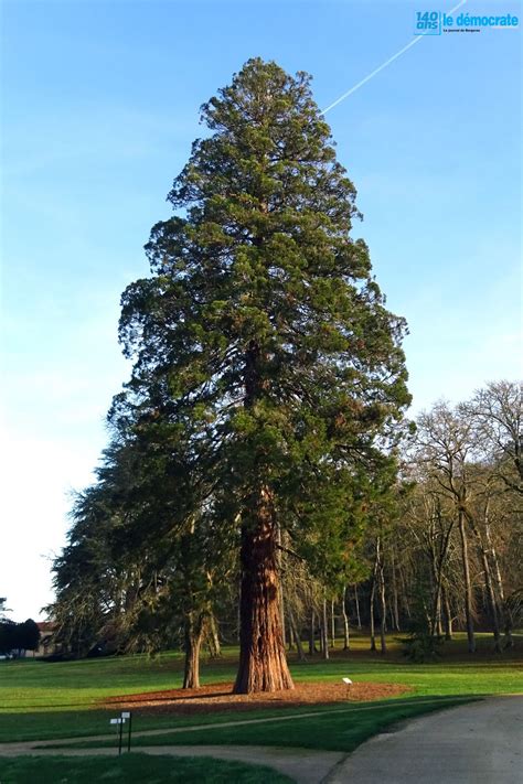 Campagne Le séquoia géant labellisé arbre remarquable