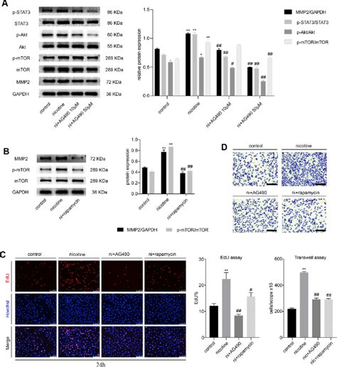 Stat Blockade Attenuates The Nicotine Induced Proliferation And