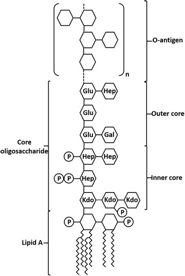 General Structure Of Lps From E Coli The Lipid A Part Is Composed Of