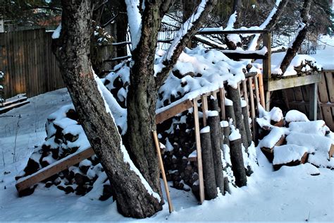 How Do Frogs Survive Winter Weather?