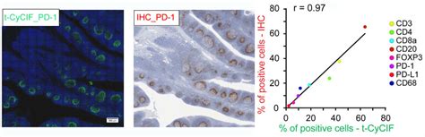 Methods And Reagents Cycif