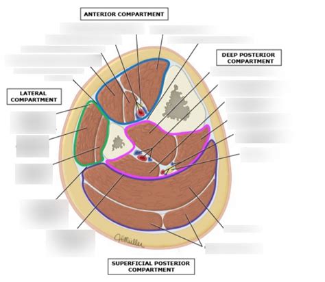 Clinical Anatomy Of The Lower Limb Diagram Quizlet