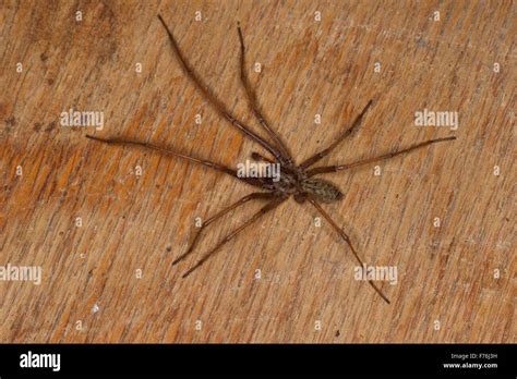 House Spider Identification Chart