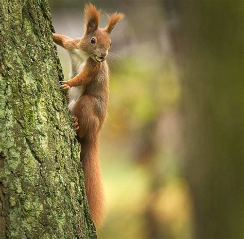 Going Up Red Squirrel Sciurus Vulgaris Climbing A Tree W Flickr