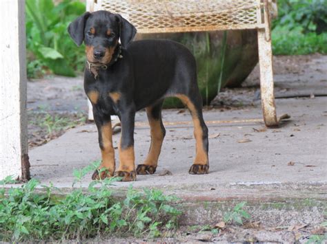 Yellow Female Shine Akc Doberman Puppies For Salehawthorne Fl