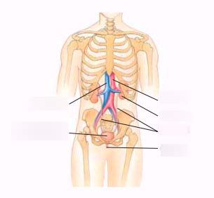 Diagram of Excretory system diagram | Quizlet