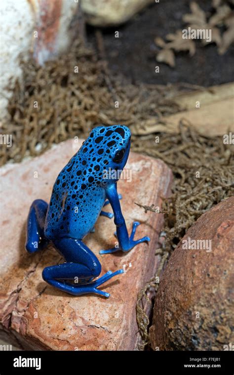 Blue poison-dart frog Stock Photo - Alamy