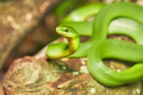 Greater Green Snake: A Fascinating Reptile of the Natural World | WorldWeet