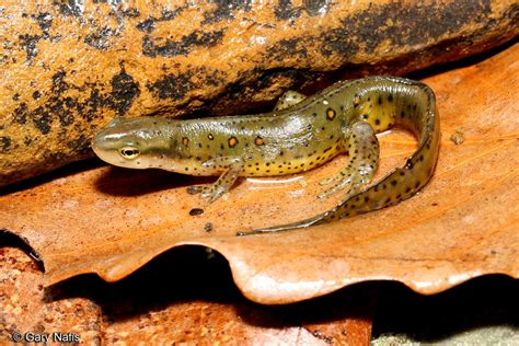 Red Spotted Newt Notophthalmus Viridescens Viridescens