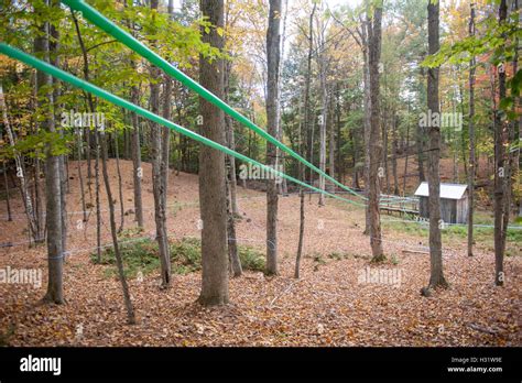 Taps Set Up In Maple Trees Using Plastic Tubing To Collect Sap For