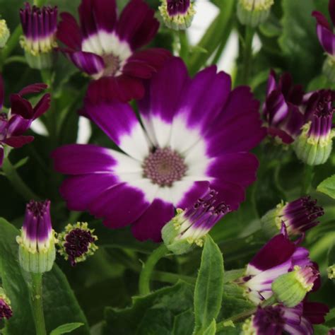 Pericallis Cruentus Cineraria Venezia gemengd (Cin12Gemengd) - FloraXchange