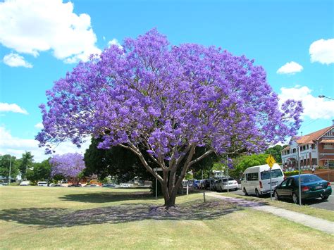 jacaranda time   queensland beautiful landscapes caloundra