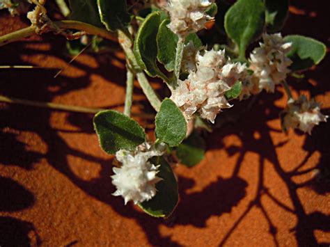 Pinks Cactuses And Allies From Luritja Rd Petermann Nt