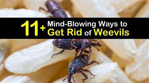 11 Mind Blowing Ways To Get Rid Of Weevils