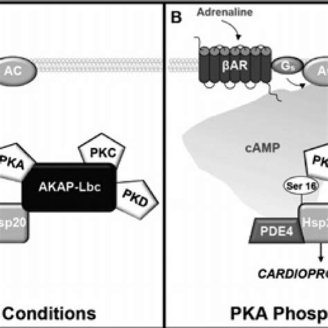 Schematic Representation Of The Macromolecular Complex Coordinated By