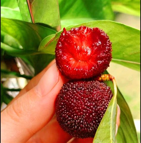 50 Seeds Bayberry Seeds Chinese Bayberry Delicious Fruits Myrica