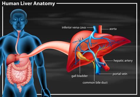 Human Liver Anatomy Diagram Vector Art At Vecteezy