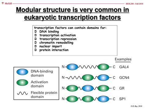 PPT - Eukaryotic Transcription II chapter 7 PowerPoint Presentation ...