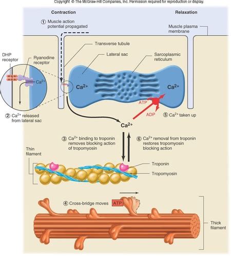 In Cardiac Muscle The Dihydropyridine Dhp Receptor Is The Outlet