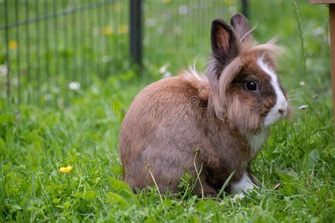 Tir De Focalisation Aléatoire D un Petit Lapin Mignon Photo stock