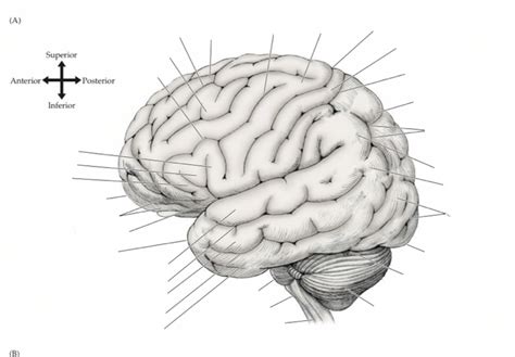 Neuro Cortex Lateral Diagram Quizlet