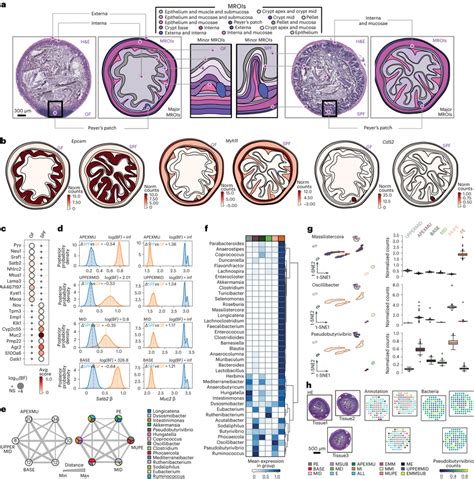 Spatial Detection Of Bacteria And Host Gene Expression With Shm Seq A