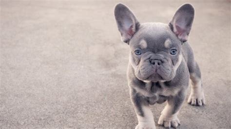 Mini French Bulldog: 10 Cute Facts You Didn't Know | All Things Dogs