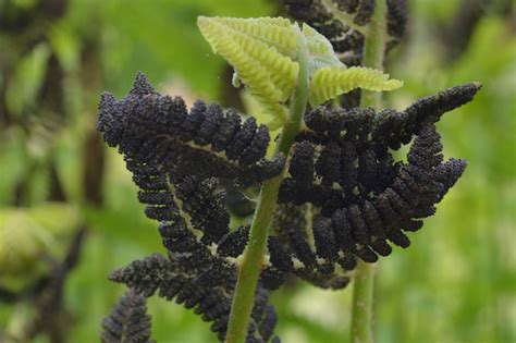 How To Grow Ferns From Spores Brooklyn Botanic Garden