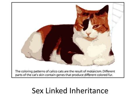 Sex Linked Inheritance And Pedigree Analysis Ppt