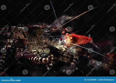 Tiger Shrimp Orange Eyes Eating Pets Aquarium Stock Photo