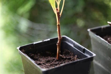 How To Propagate Pear Trees From Cuttings Farmhouse Blooms