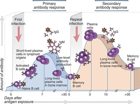 Primary vs. Secondary Immune Response • Microbe Online