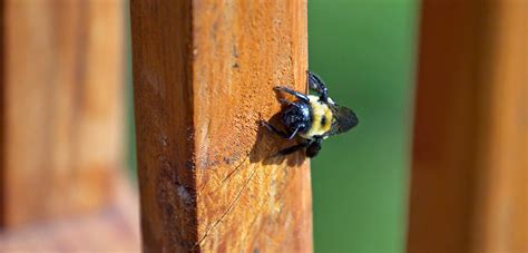 Are Carpenter Bees Dangerous? - Dodson Pest Control