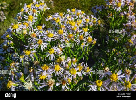 Zulte Sea Aster Stock Photo Alamy