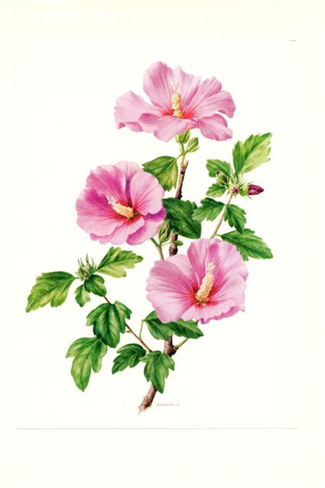 1972 Vintage Hibiscus Poster. Hot Pink Botanical Art. Floral Home Decor ...