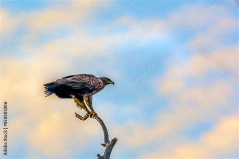 steppe eagle in wildlife, wildlife photosa of an eagle, The steppe ...