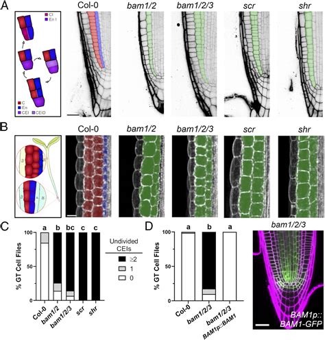 Bam12 Receptor Kinase Signaling Drives Cle Peptide Mediated Formative