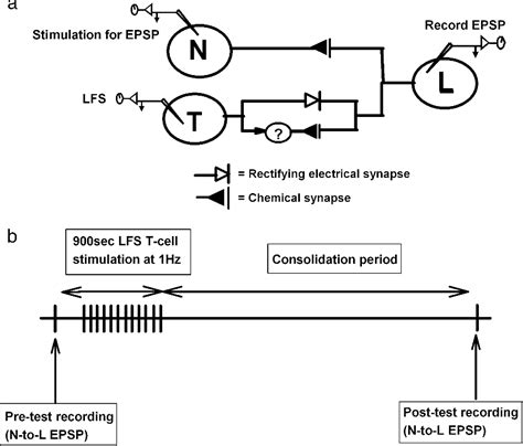 Figure 1 From Endocannabinoid Dependent Long Term Depression In A