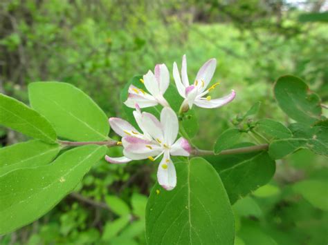 Exotic bush honeysuckle 03068 – The Skaneateles Conservation Area