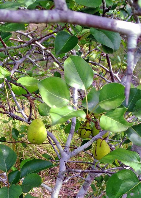 bradford pear tree fruit edible - Catarina Bess