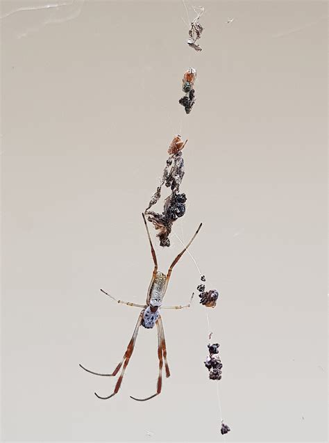 Australian Golden Orb Weaver Ausemade