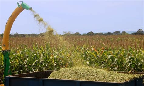 Tudo sobreSILAGEM DE MILHO Produção e cuidados