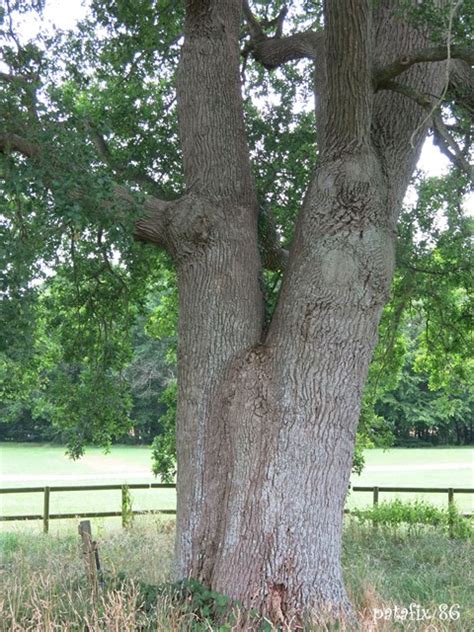 Gc Ezh Remarqu Arbres La Pr Valaye Traditional Cache In