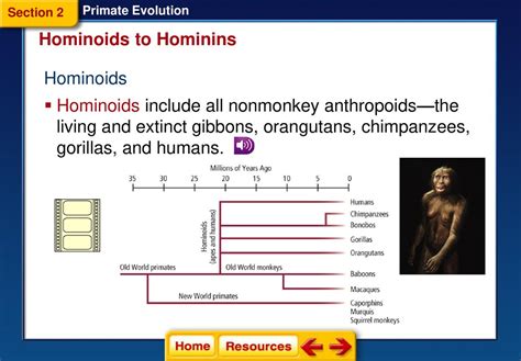 Primate Evolution Section Primates Section Hominoids To Hominins