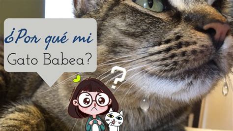 Por qué mi gato tiene saliva en la boca Descubre las posibles causas