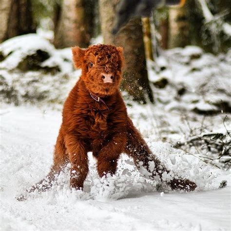 21 Highland Cattle Calf Photos to Bring a Smile to Your Day