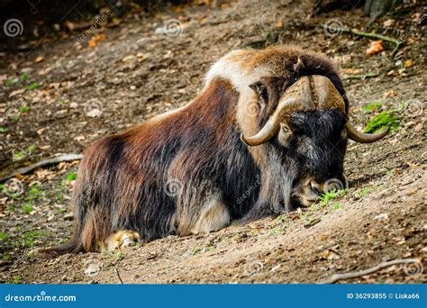 Muskox Stock Image Image Of Greenland Forest Polar 36293855