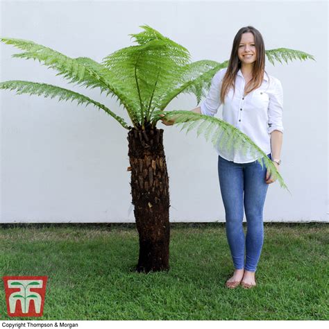 Discount Shopping Dicksonia Antarctica Australian Tree Fern Outdoor