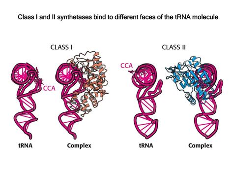 PPT - tRNA Activation (charging) by aminoacyl tRNA synthetases PowerPoint Presentation - ID:6757854